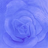 Blue Rose ~ Digitally Enhanced
2005 ~ 50 x 50 inches 
