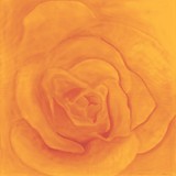 Peach Rose ~ Digitally Enhanced
2005 ~ 50 x 50 inches 