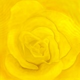 Yellow Rose ~ Digitally Enhanced
2005 ~ 50 x 50 inches 