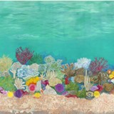 Coral Reef